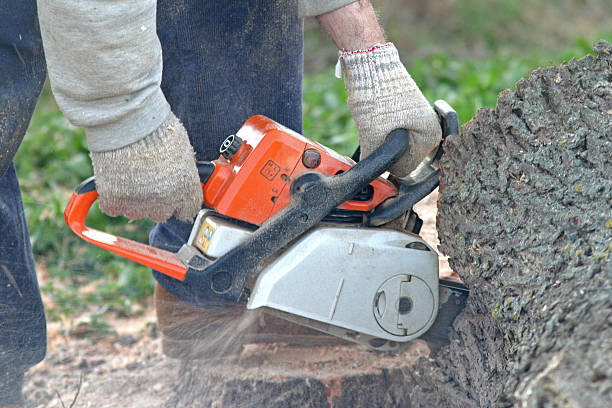 Pest Control for Lawns in Bayside, WI
