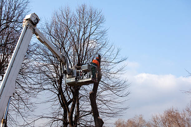 Leaf Removal in Bayside, WI