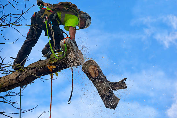 Trusted Bayside, WI Tree Care Experts