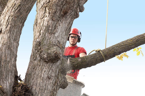 How Our Tree Care Process Works  in  Bayside, WI